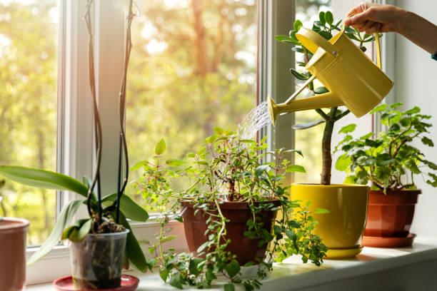 5 Best Indoor Plants for Your House